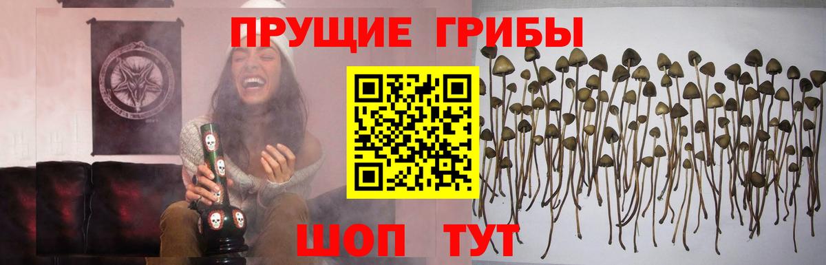 Камышин  Галлюциногенные грибы Psilocybe  Вход с VPN 